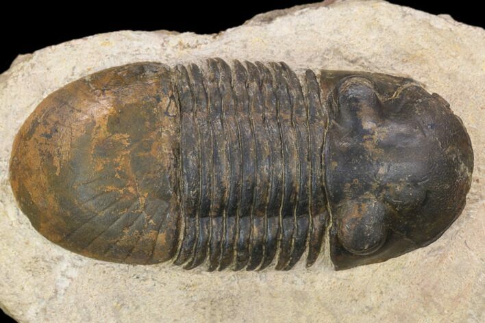 Bargain, Paralejurus Trilobite Fossil - Foum Zguid, Morocco #119837
